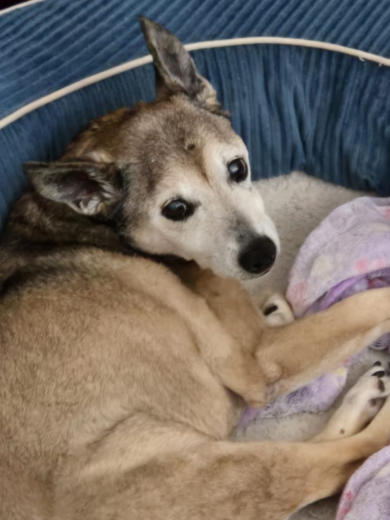 A senior dog with light brown fur relaxes in a blue pet bed, gazing up with gentle eyes.