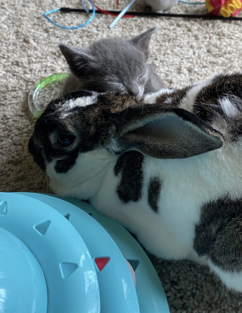 A grey kitten and a black-and-white rabbit snuggle on a carpet next to a blue cat toy for pets.