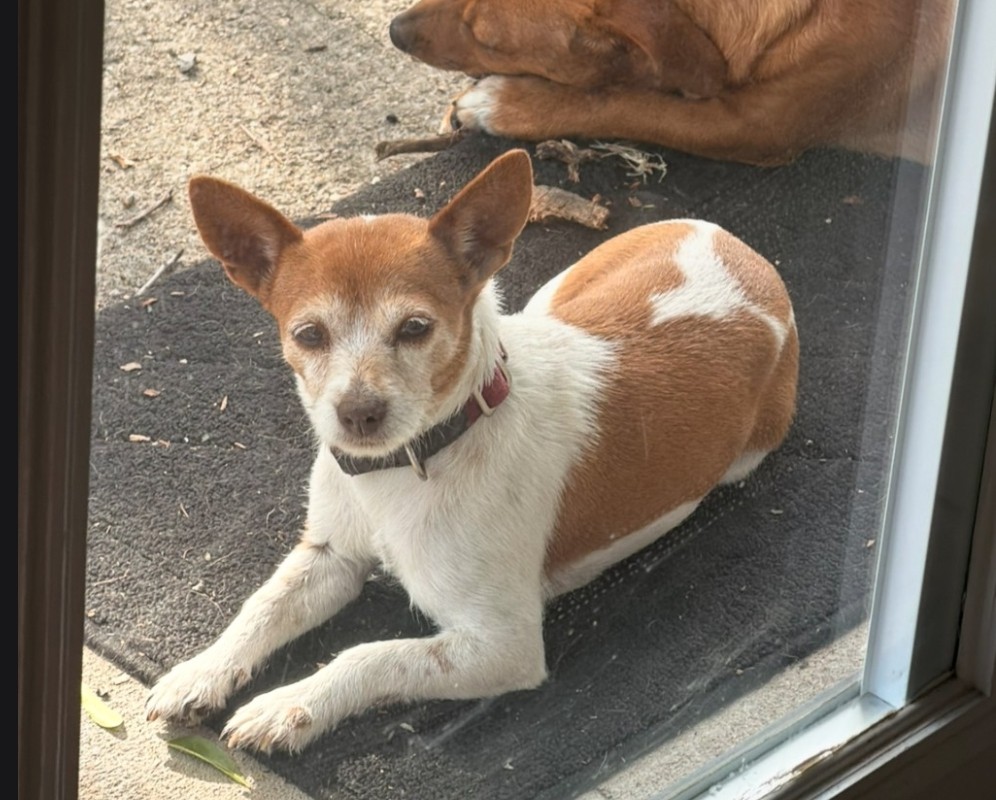 Small brown and white dog relaxes on a black mat by a door, with another resting pet in the background.