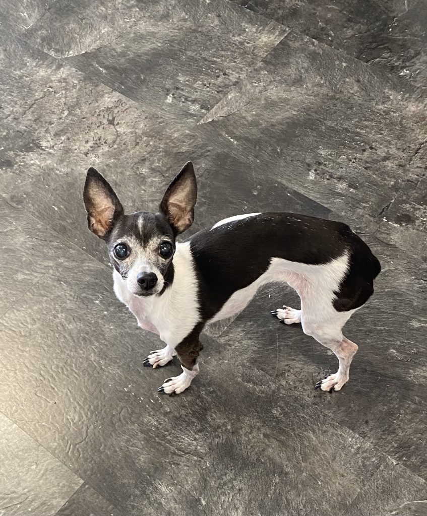 Small black and white dog with large ears stands on a dark textured floor, looking up at the camera.