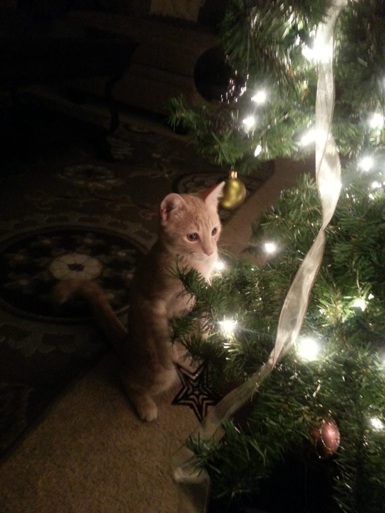 An orange cat sits beside a glowing Christmas tree, gazing at sparkling ornaments and festive lights.
