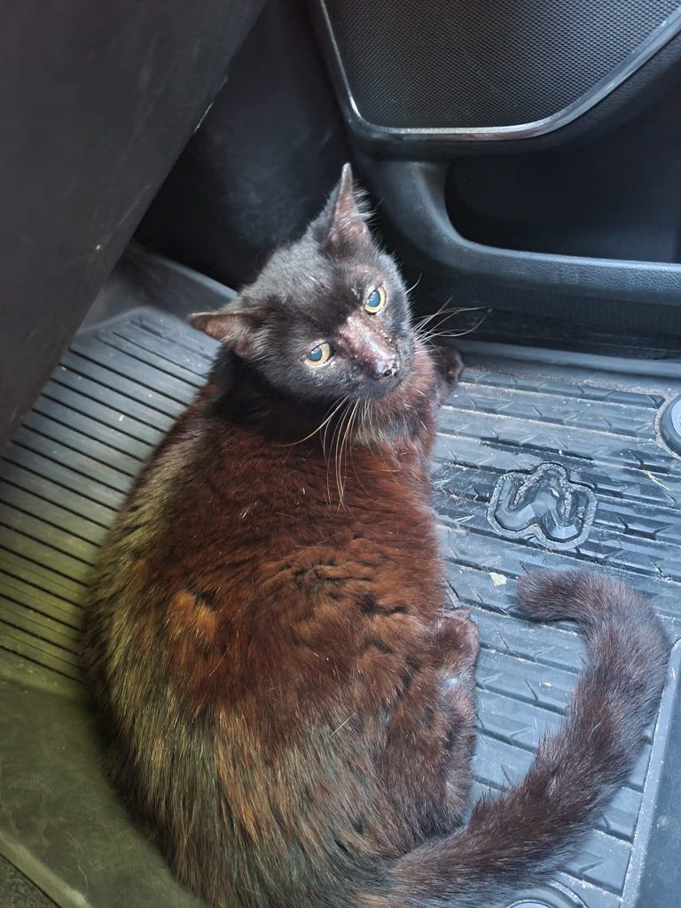 Black cat with reddish fur patches lies on a car floor mat, looking up at the camera for a photo.