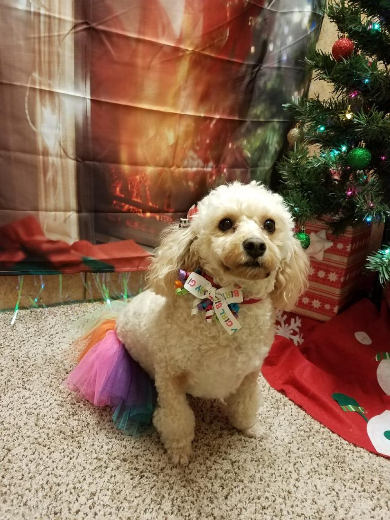 A small white poodle in a rainbow tutu and festive bow sits by a Christmas tree and presents.