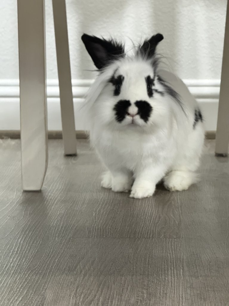 A white rabbit with black spots sits on a wooden floor under a table, looking at the camera.