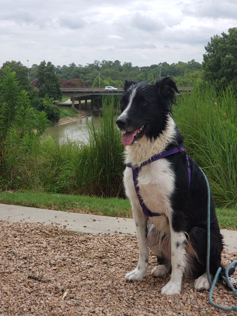A black and white dog sits on a gravel path by a river, with trees and a bridge in the background.