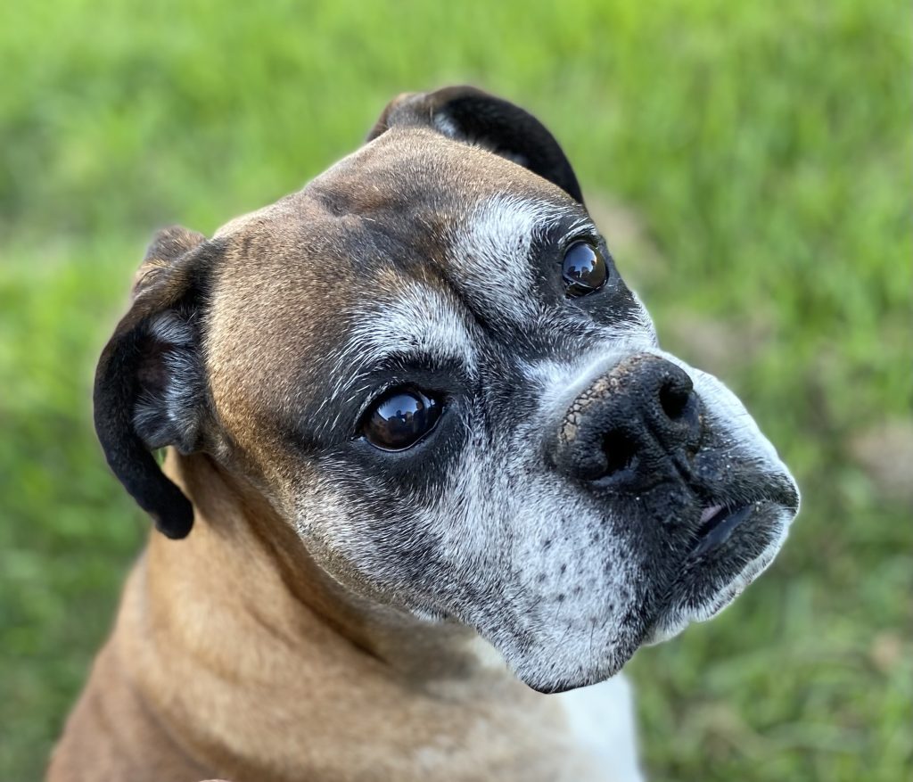 Brown and white boxer dog with a gray muzzle looks up curiously while standing on lush green grass.