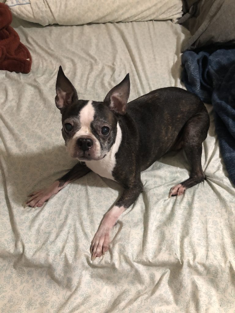 A Boston Terrier with a black and white coat lies on a bed, alert with upright ears and looking up.