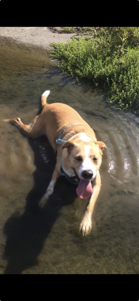 Brown and white dog with a blue harness relaxes in shallow water, tongue out, enjoying a sunny day.
