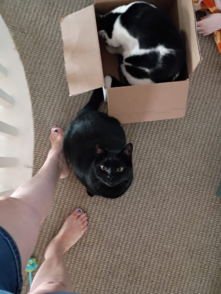 A black cat sits on the carpet as a black and white cat relaxes in a brown box nearby.