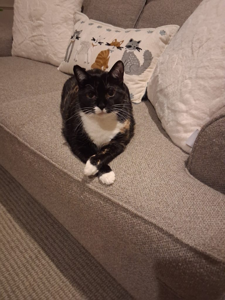 A black and white cat rests on a couch, with a pillow decorated with cartoon cats placed behind it.