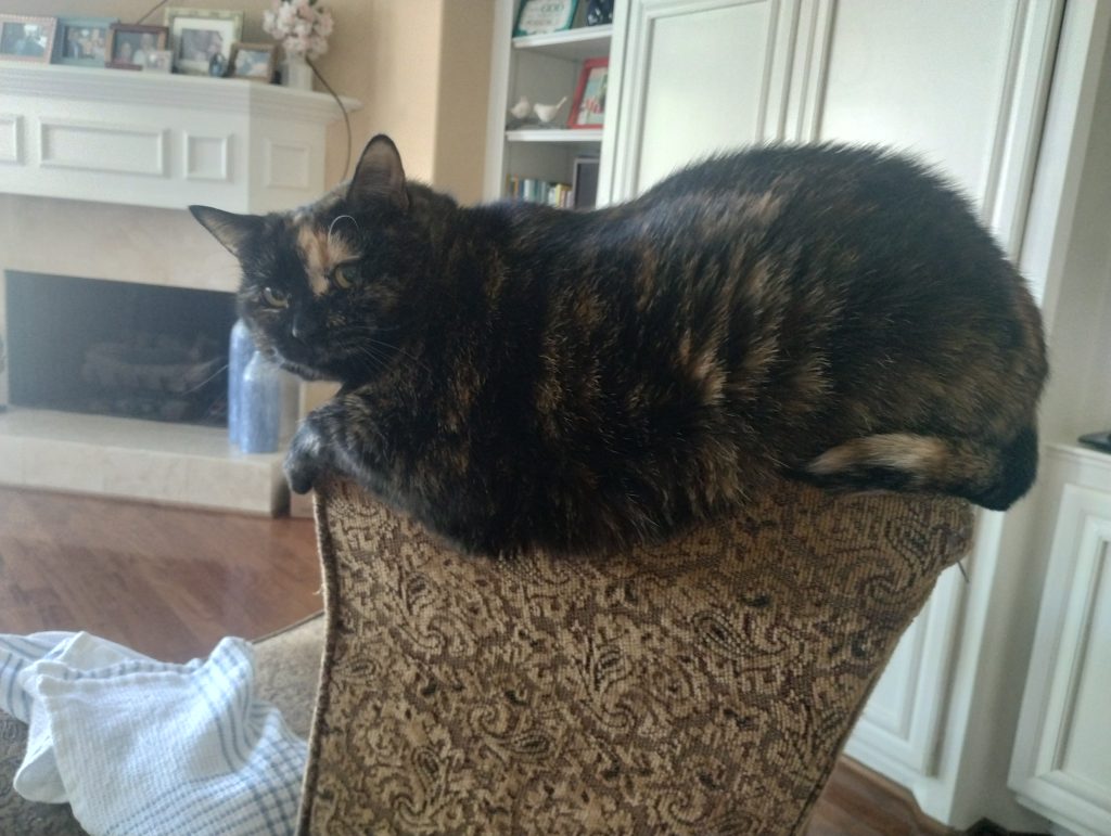 A tortoiseshell cat relaxes on a patterned chair in a cozy living room, enjoying the warm atmosphere.