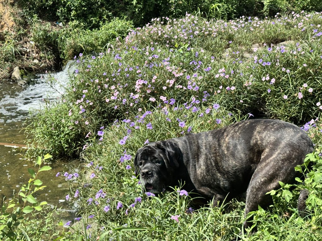 A large dark dog stands among purple wildflowers by a stream with lush green vegetation on a sunny day.