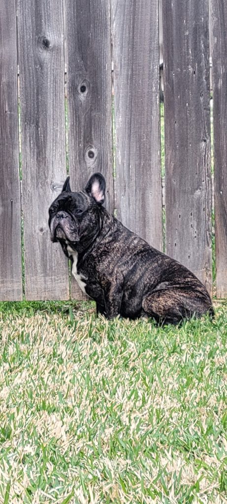 A black French Bulldog with closed eyes sits on grass by a wooden fence, peacefully enjoying outdoors.