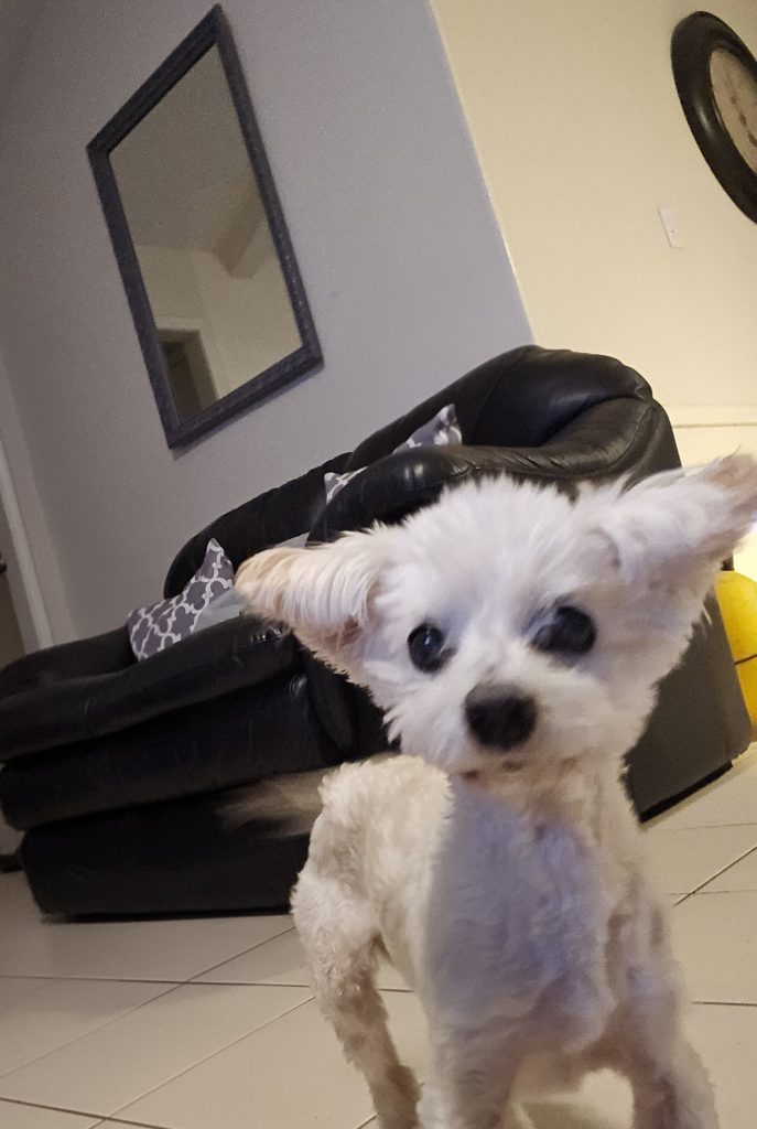 A small white dog with large ears stands on a tiled floor in front of a black couch and wall mirror.