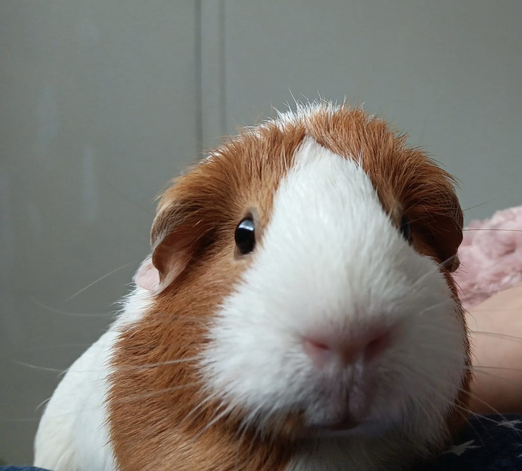Close-up of a brown and white guinea pig, with soft fur, looking at the camera against a plain background.