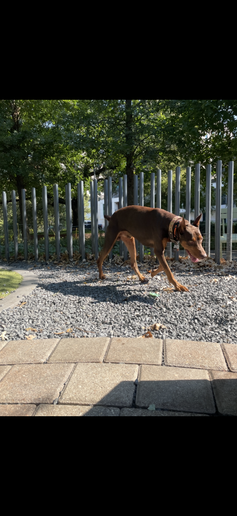 A brown dog with a collar walks on gravel by a fence, with sunlight and trees in the background.