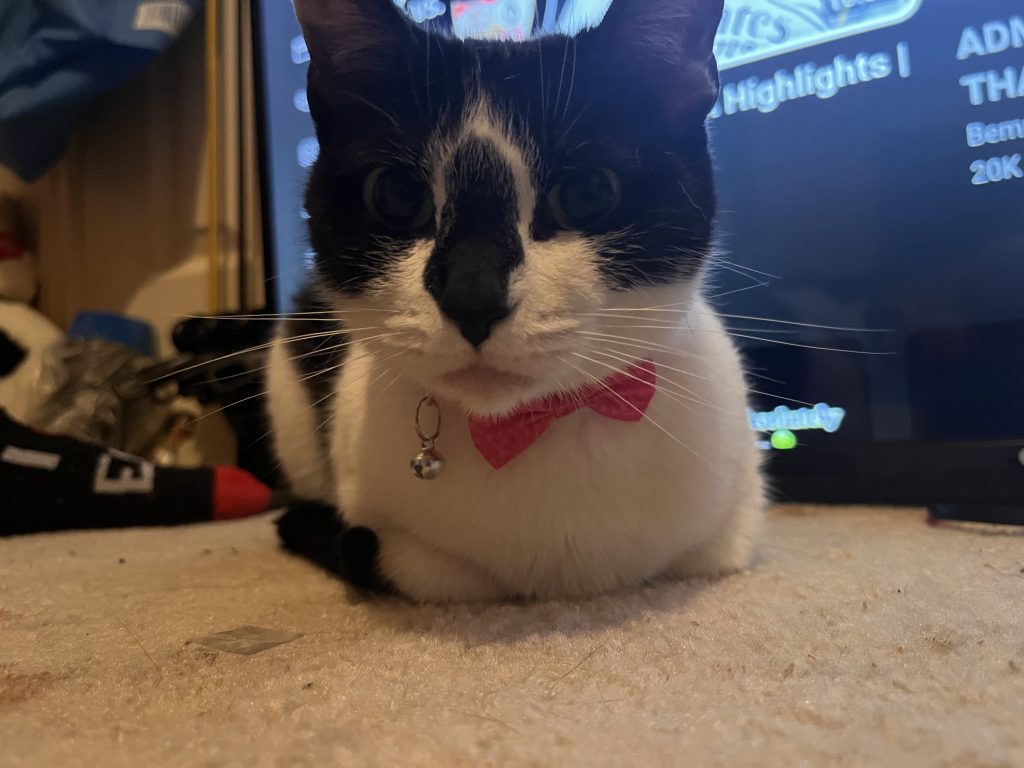 A black and white cat with a pink bow tie and bell sits on carpet by a TV screen.