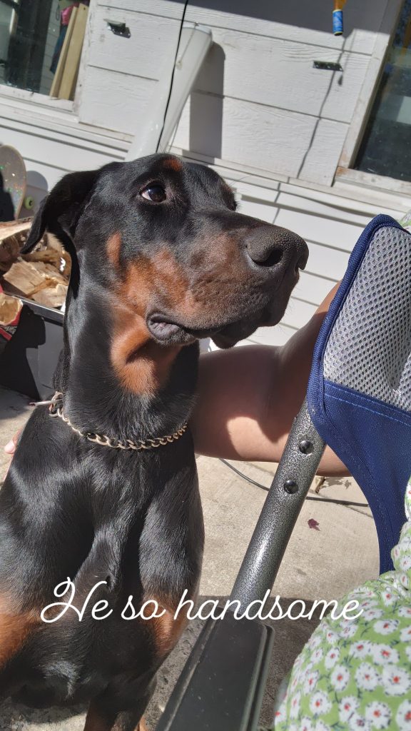 A Doberman with a chain collar sits outdoors beside a person. Text on image says, “He so handsome.”