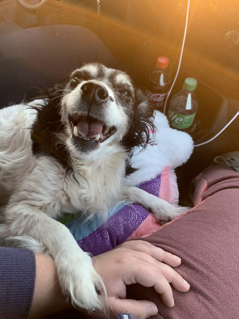 A black and white dog smiles on a rainbow blanket in a car, with a hand visible in the foreground.