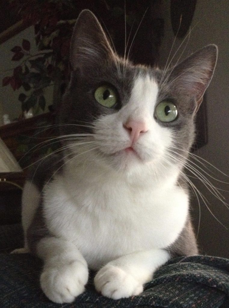 A grey and white cat with bright green eyes looks upward.